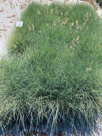 Festuca glauca 'Elijah Blue' geen maat specificatie cont. 2,0L - image 7