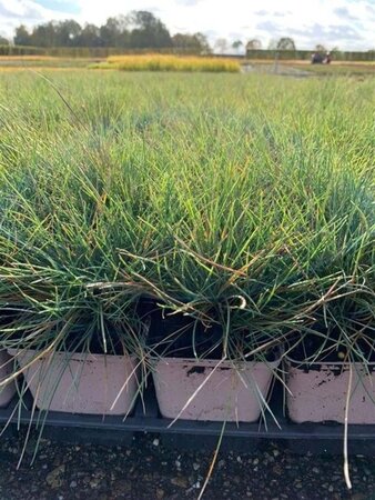 Festuca glauca 'Elijah Blue' geen maat specificatie 0,55L/P9cm - afbeelding 7