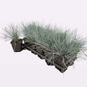 Festuca glauca 'Elijah Blue' geen maat specificatie 0,55L/P9cm - afbeelding 10