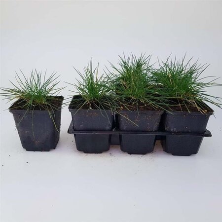 Festuca glauca 'Elijah Blue' geen maat specificatie 0,55L/P9cm - afbeelding 8