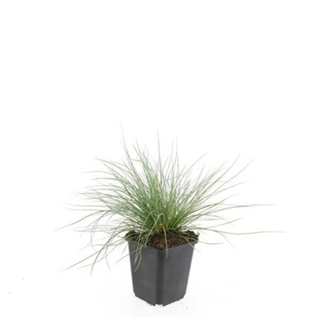 Festuca glauca 'Elijah Blue' geen maat specificatie 0,55L/P9cm - afbeelding 5