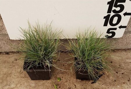 Festuca glauca 'Elijah Blue' geen maat specificatie 0,55L/P9cm - afbeelding 11