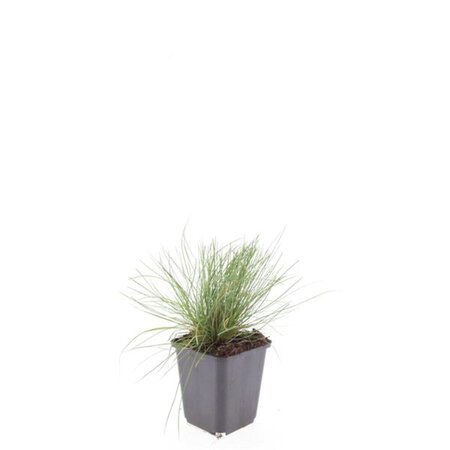 Festuca glauca 'Elijah Blue' geen maat specificatie 0,55L/P9cm - afbeelding 4