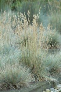 Festuca glauca 'Elijah Blue' geen maat specificatie 0,55L/P9cm - afbeelding 6