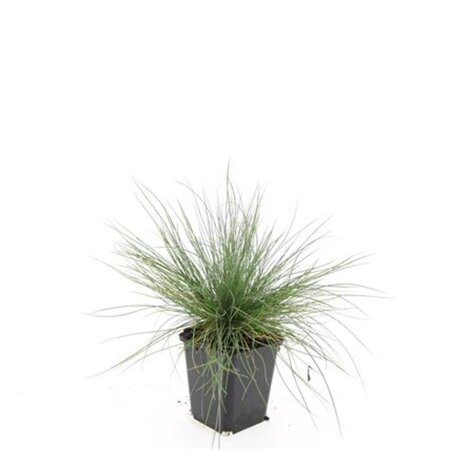 Festuca glauca 'Elijah Blue' geen maat specificatie 0,55L/P9cm - afbeelding 3