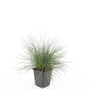 Festuca glauca 'Elijah Blue' geen maat specificatie 0,55L/P9cm - afbeelding 2