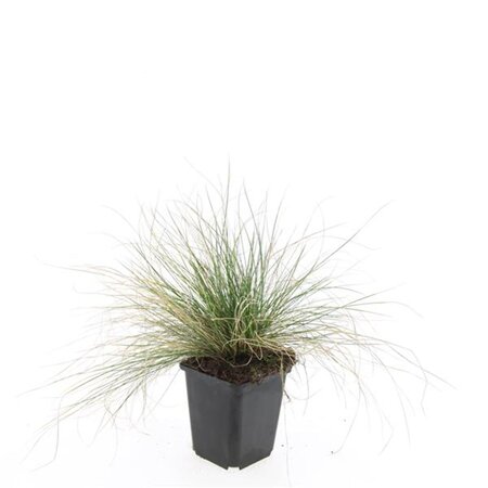 Festuca glauca 'Elijah Blue' geen maat specificatie 0,55L/P9cm - afbeelding 12