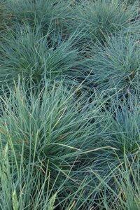 Festuca glauca geen maat specificatie cont. 3,0L