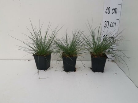 Festuca glauca geen maat specificatie 0,55L/P9cm - afbeelding 6