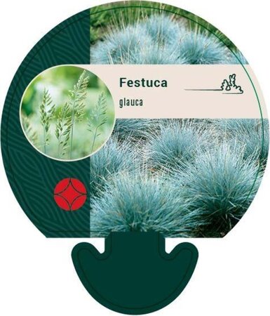 Festuca glauca geen maat specificatie 0,55L/P9cm - afbeelding 3