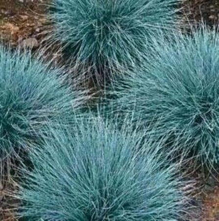 Festuca glauca geen maat specificatie 0,55L/P9cm - afbeelding 4