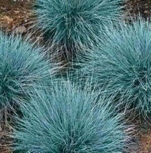 Festuca glauca geen maat specificatie 0,55L/P9cm - afbeelding 4