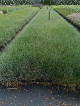 Festuca glauca geen maat specificatie 0,55L/P9cm - afbeelding 7