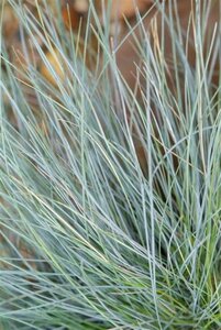 Festuca glauca geen maat specificatie 0,55L/P9cm - afbeelding 2