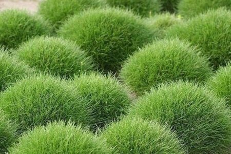 Festuca gautieri 'Pic Carlit' geen maat specificatie 0,55L/P9cm - afbeelding 1