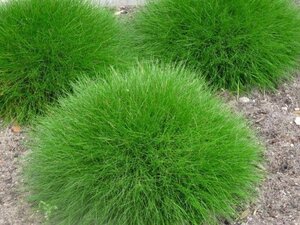 Festuca gautieri 'Pic Carlit' geen maat specificatie 0,55L/P9cm - afbeelding 2