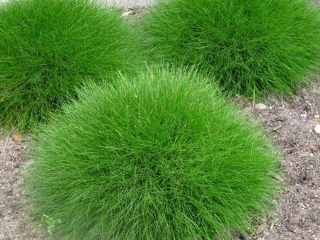 Festuca gautieri 'Pic Carlit' geen maat specificatie 0,55L/P9cm - image 2