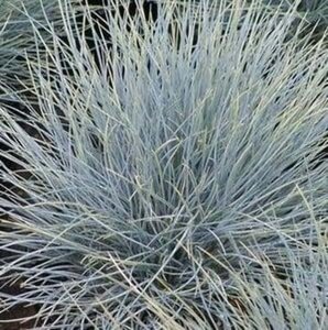 Festuca glauca 'Uchte' geen maat specificatie 0,55L/P9cm - afbeelding 2