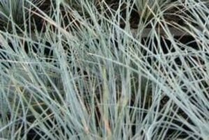 Festuca glauca 'Uchte' geen maat specificatie 0,55L/P9cm - afbeelding 1