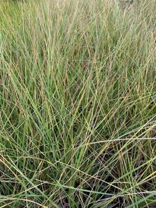 Festuca mairei geen maat specificatie 0,55L/P9cm - afbeelding 2