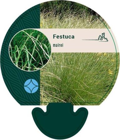 Festuca mairei geen maat specificatie 0,55L/P9cm - afbeelding 3