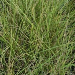 Festuca mairei geen maat specificatie 0,55L/P9cm - afbeelding 4