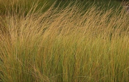 Festuca mairei geen maat specificatie 0,55L/P9cm - afbeelding 1