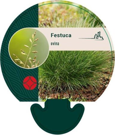 Festuca ovina geen maat specificatie 0,55L/P9cm - afbeelding 2