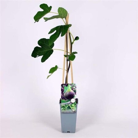 Ficus car. 'Brown Turkey' 70 cm vierkant 2L - afbeelding 2