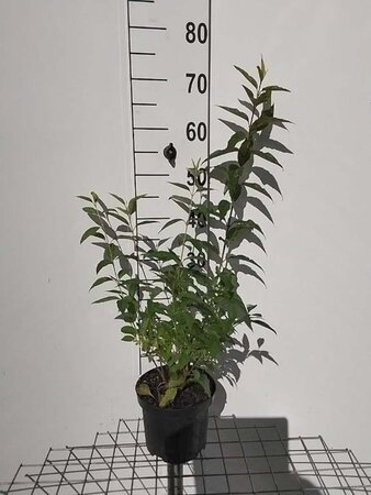 Forsythia int. 'Lynwood' 50-60 cm cont. 3,0L - afbeelding 3