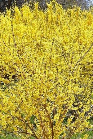 Forsythia int. 'Lynwood' 80-100 cm cont. 10L - afbeelding 1