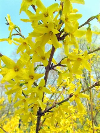 Forsythia int. 'Lynwood' 80-100 cm cont. 10L - afbeelding 8