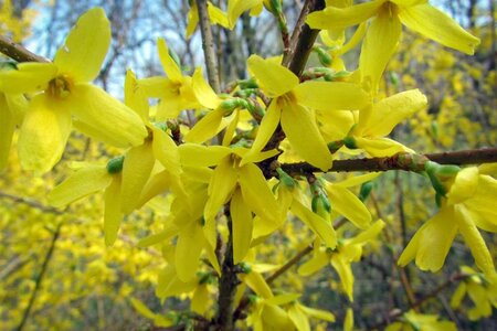 Forsythia int. 'Lynwood' 80-100 cm cont. 10L - afbeelding 6