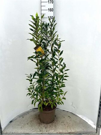 Forsythia int. 'Lynwood' 80-100 cm cont. 10L - afbeelding 2