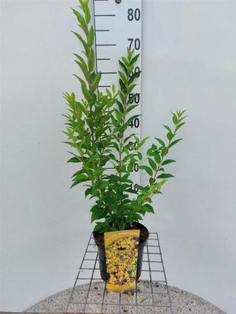 Forsythia int. Minigold 50-60 cm cont. 3,0L - afbeelding 3