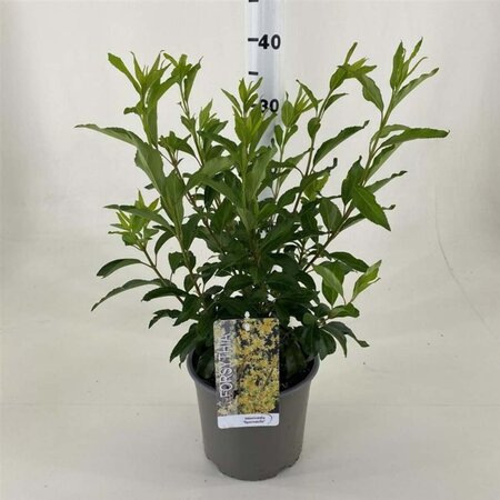 Forsythia int. 'Spectabilis' 50-60 cm cont. 3,0L - afbeelding 2