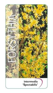 Forsythia int. 'Spectabilis' 50-60 cm cont. 3,0L - afbeelding 3