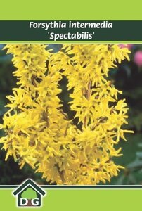 Forsythia int. 'Spectabilis' geen maat specificatie cont. 3,0L - afbeelding 1