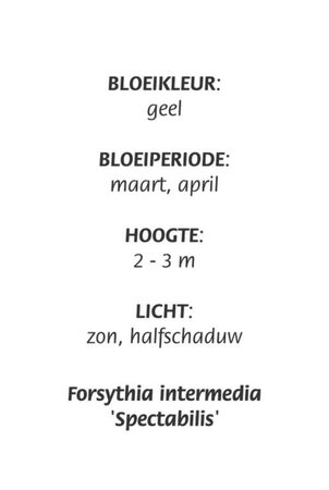 Forsythia int. 'Spectabilis' geen maat specificatie cont. 3,0L - afbeelding 2