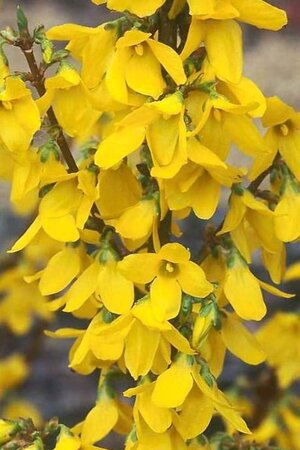 Forsythia int. Week-End 50-60 cm cont. 3,0L - afbeelding 1