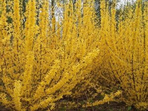 Forsythia int. Week-End 50-60 cm cont. 3,0L - afbeelding 2