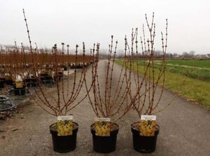 Forsythia int. Week-End 50-60 cm cont. 3,0L - afbeelding 3