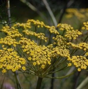 Foeniculum vulgare 'Purpureum' geen maat specificatie 0,55L/P9cm - afbeelding 1