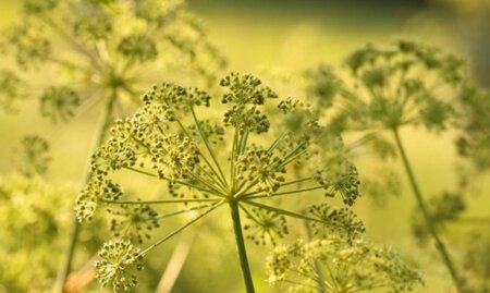 Foeniculum vulgare geen maat specificatie 0,55L/P9cm - afbeelding 1