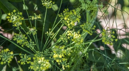 Foeniculum vulgare geen maat specificatie 0,55L/P9cm - afbeelding 3