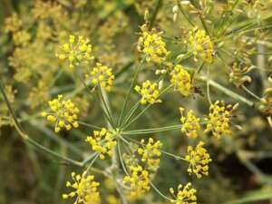 Foeniculum vulgare geen maat specificatie 0,55L/P9cm - afbeelding 4