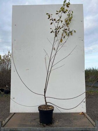 Frangula alnus = Rhamnus frangula 125-150 cm cont. 7,5L