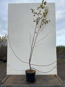 Frangula alnus = Rhamnus frangula 125-150 cm cont. 7,5L