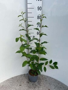 Frangula alnus = Rhamnus frangula 60-80 cm cont. 2,0L