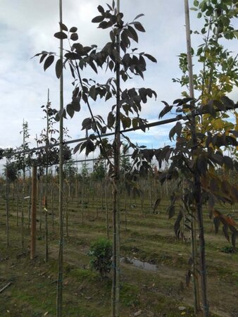 Fraxinus amer. 'Autumn Purple' 6-8 Hoogstam wortelgoed - afbeelding 1